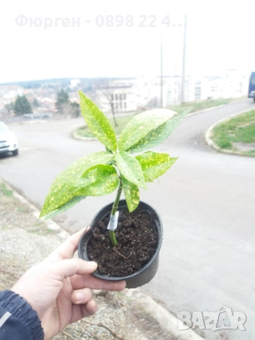 Аукуба -Aucuba, снимка 6 - Разсади - 52383880