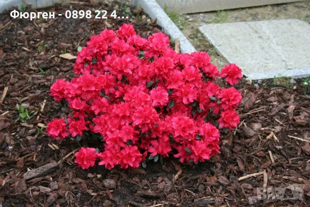 Азалия - Градинска, снимка 2 - Разсади - 49970943