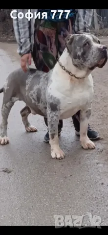 американско були мъжко само за разплод по всяко време София