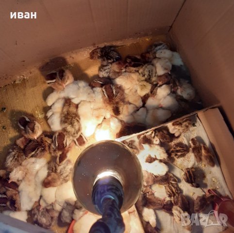 Сребърно Брезе яйца, снимка 12 - други­ - 31147352