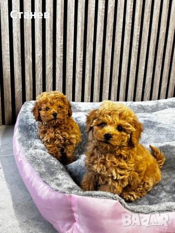 Мини Той Пудел / Mini Toy Poodle