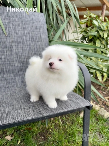 Померан момче със втора ваксина. Померанче, снимка 4 - Померан - 52721323