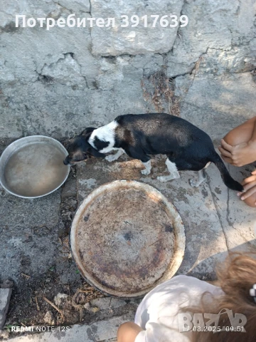 Чистокръвни мини пинчери търсят своя нов дом!, снимка 1