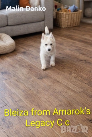  Невероятни Сибирски  Хъскита за резервация   , снимка 4 - Хъски - 53072309