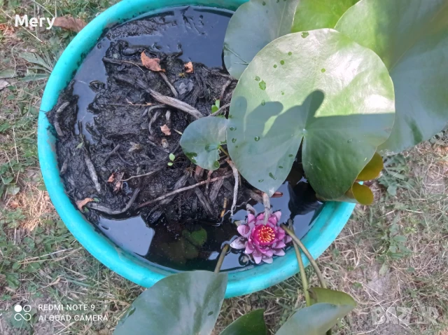 Водна лилия розов и бял цвят , снимка 4 - Градински цветя и растения - 50292601