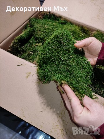 Декоративен плосък стабилизиран скандинавски естествен мъх - Промоция, снимка 5 - Декорация за дома - 38501860