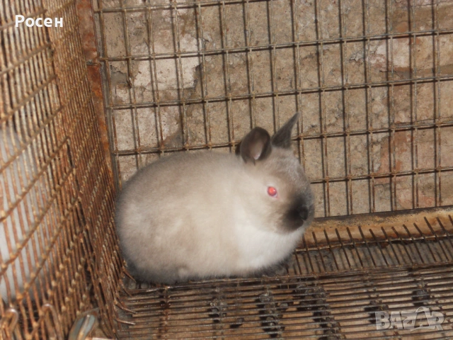 Зайци- Калифорнийци , снимка 5 - Други - 24130819