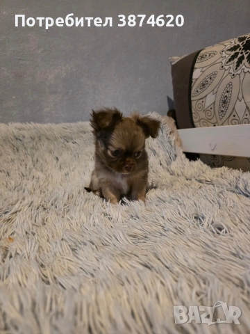 чихуахуа момченца , снимка 2 - Чихуахуа - 53389402