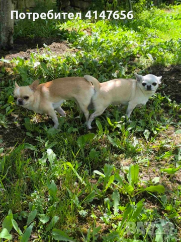 Чихуахуа за разплод , снимка 3 - Търси партньор - 51553544