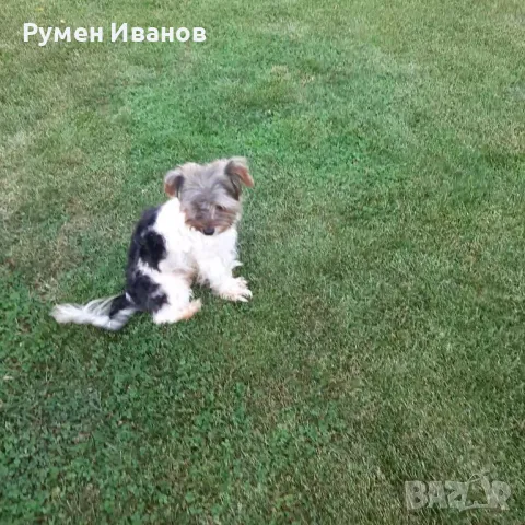 Йоркшерски териер-Бивер за разплод , снимка 3 - Йоркширски териер - 47358588