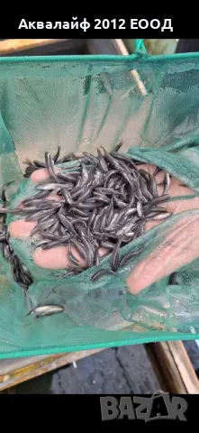 Рибки Гара руфа (Garra rufa) от ферма в България , снимка 4 - Рибки - 35875042