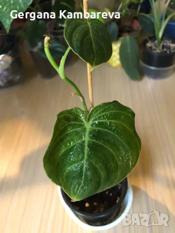 Philodendron Melanochrysum 