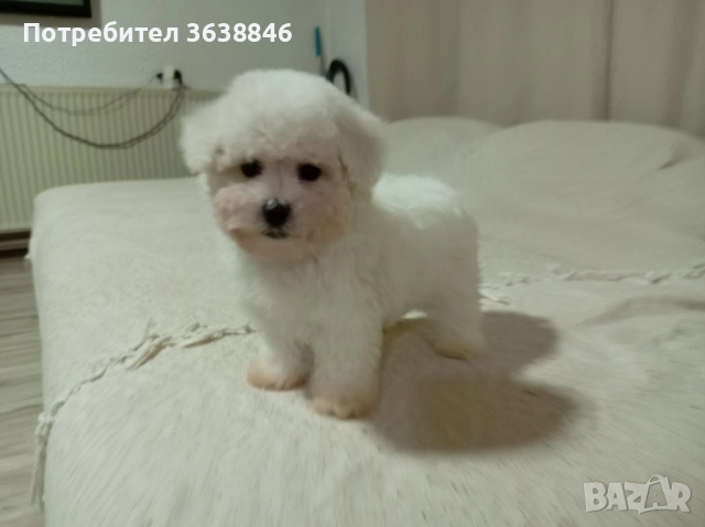 Бишон фризе 