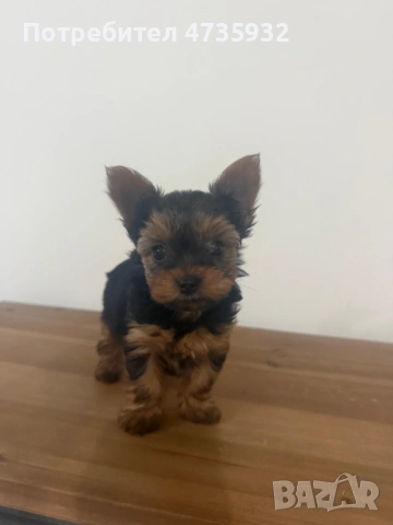 Мини Йоркшир момче и момиче!, снимка 3 - Йоркширски териер - 53453752