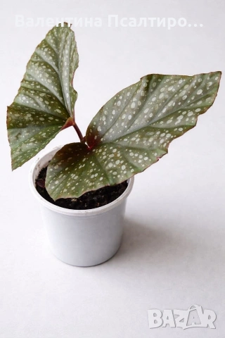 Кралска бегония 