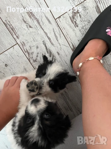 Продавам бебета кученца , снимка 1