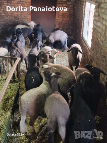 Продавам агнета за клане и дамазлък, снимка 1