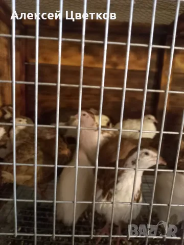 Пъдпъдъци, снимка 6 - други­ - 48031039