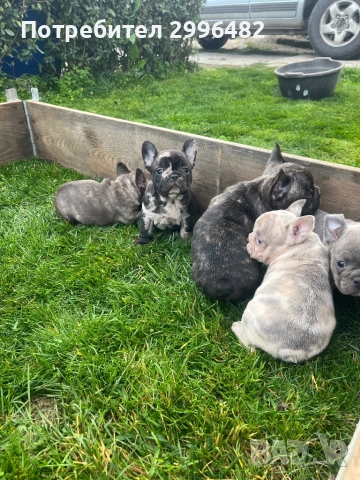 Френски булдог 