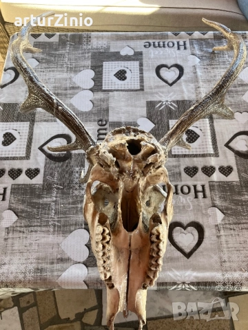 Рога и глава от елен, снимка 8 - Други животни - 51803017