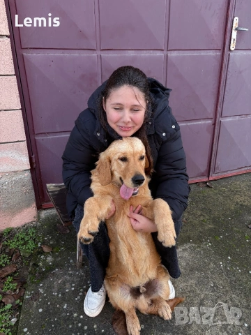 Голден Ретривар тарсим Дама , снимка 9 - Голдън ретривър - 53149860