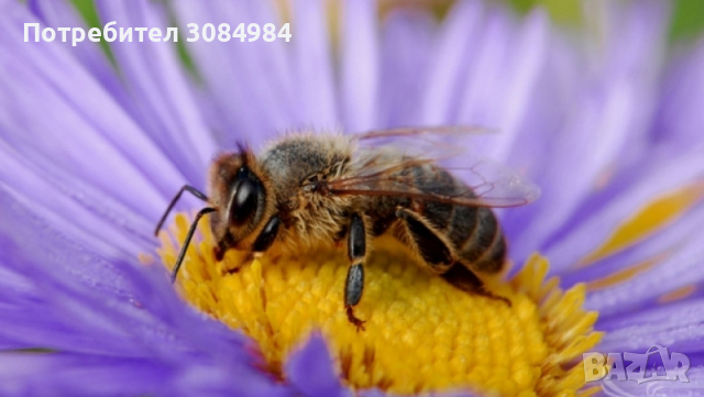 Пчелни отводки рутови, снимка 1 - Други - 44919247