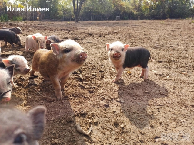 Виетнамски прасета, снимка 3 - Други животни - 52072298