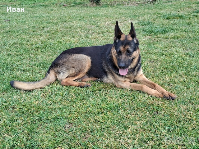 женска немска овчарка 