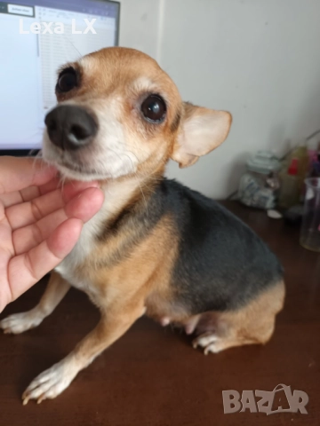 кученца кръстоста мини пинчер/чихуахуа, снимка 13 - Пинчер - 52586271