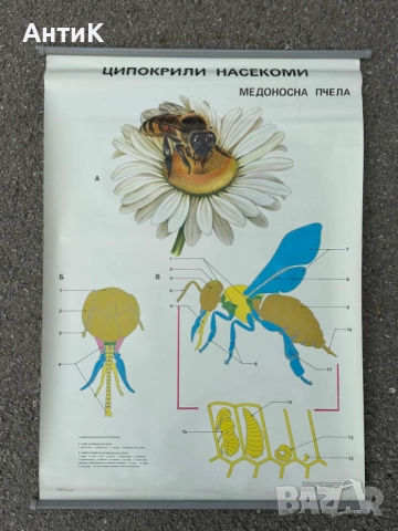 Соц Учебни Плакати Постери Биология, снимка 13 - Антикварни и старинни предмети - 51734458