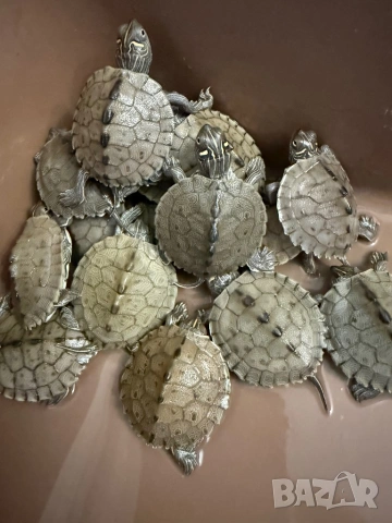 Продавам водни костенурки , снимка 8 - Костенурки - 53465838