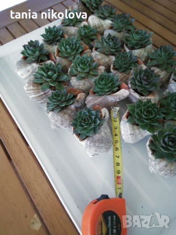 Дебелец в рапан - чудесен подарък, снимка 2 - Декорация за дома - 31244838