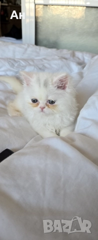 Персийско котенце, снимка 4 - Персийска - 52951320