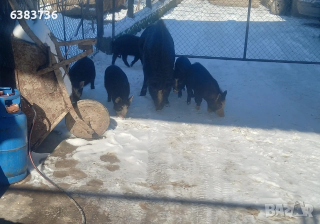 Продавам източна балканска порода