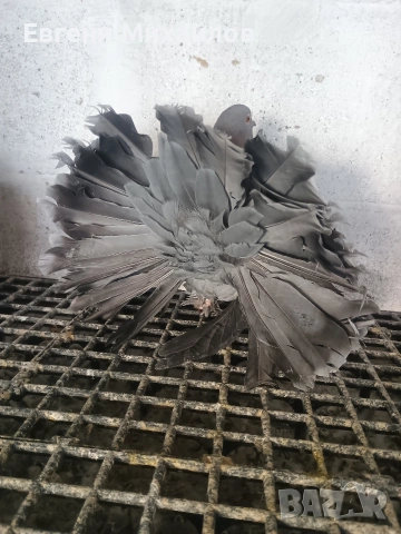 Фенерлии , снимка 6 - Гълъби - 53045490