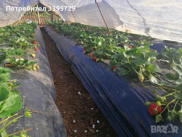 разсад за ягоди записвам за края на февруари цена 025€, снимка 13 - Разсади - 53407757