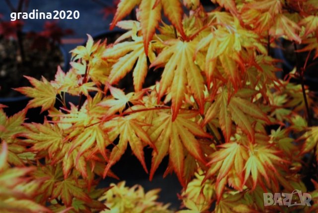 Японски клен -  Оранжев Студоустойчив   , снимка 5 - Разсади - 40752284