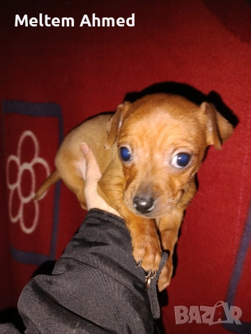 Продавам куче пинчер с ваксина и паспорт 