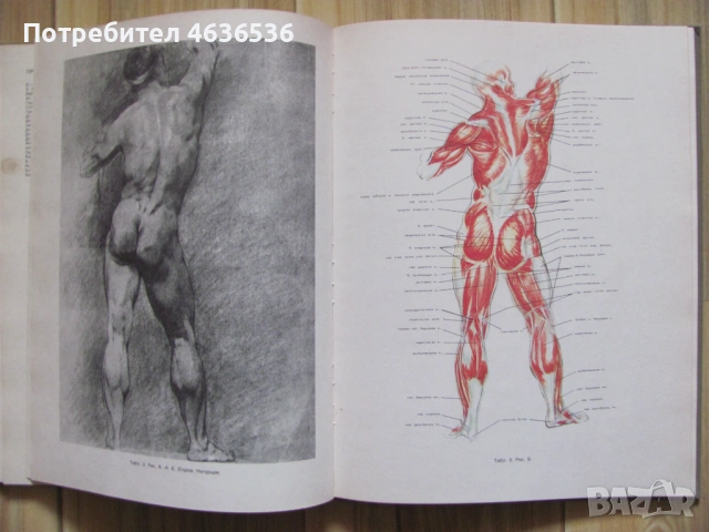 Книга Пластическая анатомия и изображения человека, 1985г., снимка 2 - Специализирана литература - 53255032