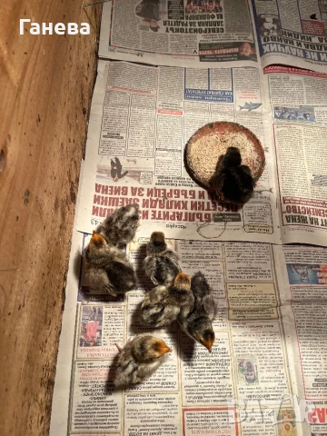 Продавам пилета от декоративни кокошки, снимка 1