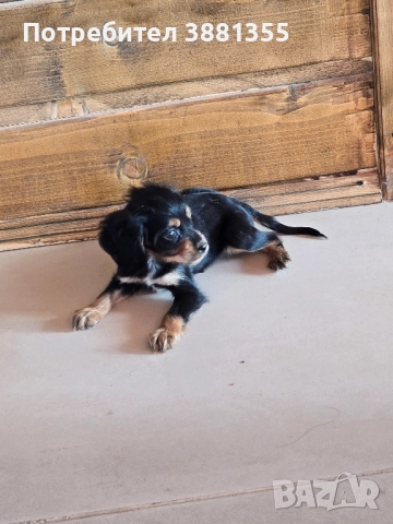 Кокер Шпаньол бебета, снимка 5 - Кокер шпаньол - 52635265