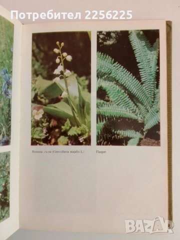 Билките в България и използването им, снимка 5 - Специализирана литература - 51100245