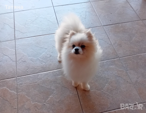 Мъжки и женски померан, снимка 2 - Померан - 52966945