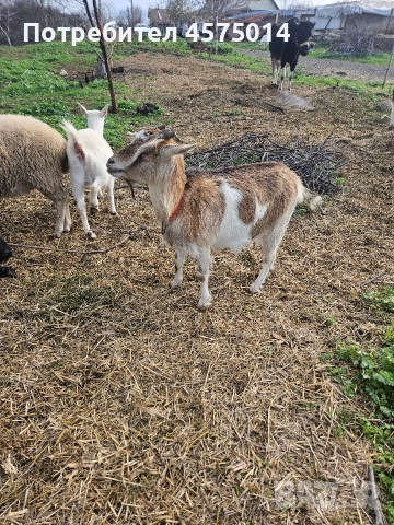 Кози , снимка 4 - Кози - 52624456