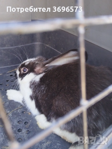 Продавам зайци за клане