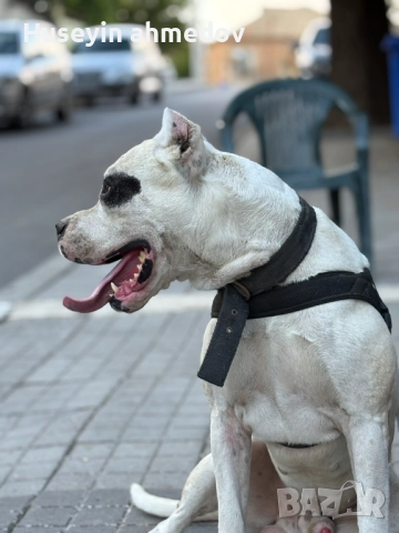 Мъжко уче Дого Аржентино , снимка 3 - Дого аржентино - 52894100