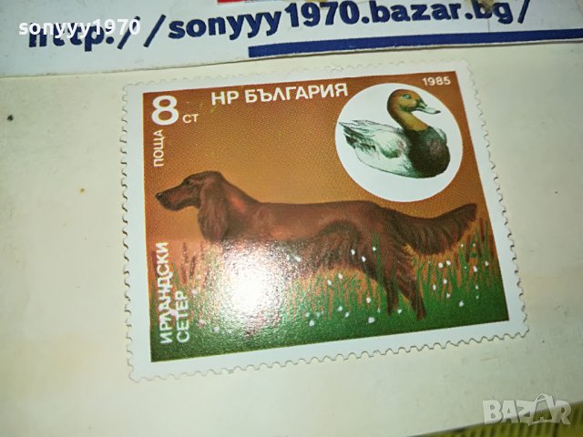 МАРКА 3 НРБ 1985 ИРЛАНДСКИ СЕТЕР 1203231544, снимка 4 - Филателия - 39972380