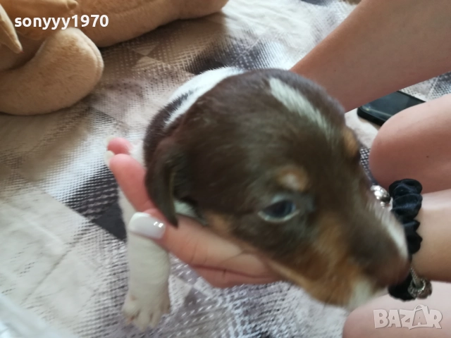 ДЖАК РЪСЕЛ-СЛАДКО КУТРЕ 0909251733, снимка 6 - Джак ръсел териер - 51656880