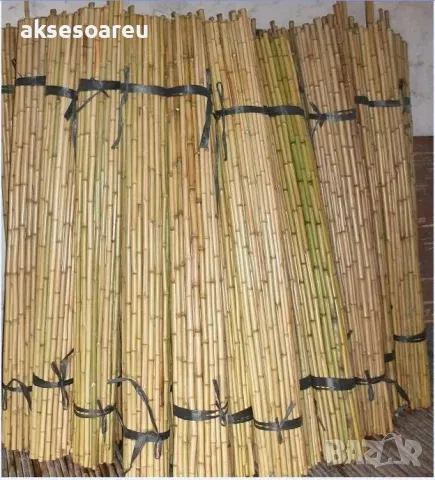 Нови семена бамбук Moso Bambo декоративни растения за дома бамбуков разсад за украса и декорация, снимка 5 - Сортови семена и луковици - 48995335