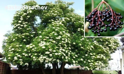 Фиданки Черен дървовиден бъз, Свирчовина (Sambucus nigra), снимка 2 - Сортови семена и луковици - 27326598